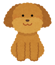 dog_toypoodle_brown