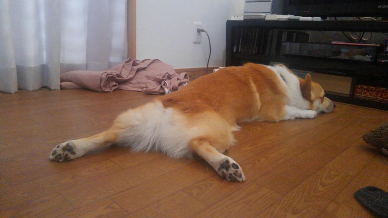 【画像】コーギー飼うか芝犬飼うか迷ってる もっふるちゃんねる 【画像】コーギー飼うか芝犬飼うか迷ってる もっふるちゃんねる