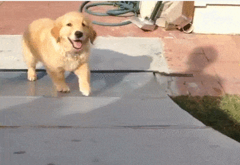 Gif 最も可愛い犬 ゴールデンレトリバー に決まるwwww もっふるちゃんねる Gif 最も可愛い犬 ゴールデンレトリバー に決まるwwww もっふるちゃんねる