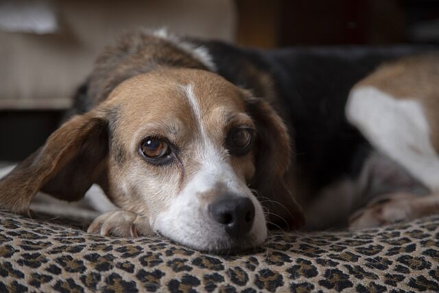 ほのぼの うちの犬は夜更かししたがるんだけど カーチャンに早く寝なさいと怒られてシュンとしているwww もっふるちゃんねる ほのぼの うちの犬は夜更かししたがるんだけど カーチャンに早く寝なさいと怒られてシュンとしているwww もっふるちゃんねる