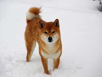 https://pixabay.com/ja/photos/芝-雪-冬-柴犬-2971192/