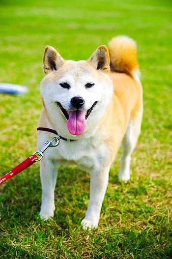 https://pixabay.com/ja/photos/犬-動物-柴犬-可愛い-癒し-1063399/