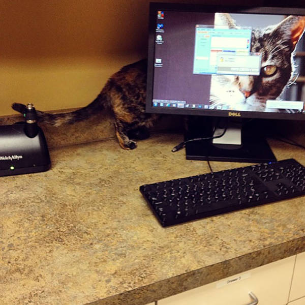 ねこ画像 ｐｃモニターの後ろに入ろうとする猫さん 壁紙のせいで錯覚しそうwww もっふるちゃんねる