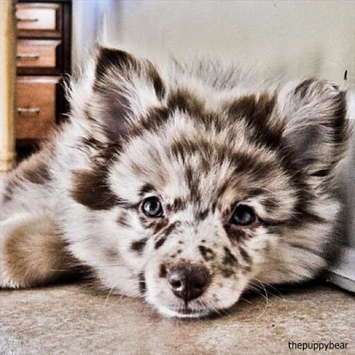 画像 雑種犬とかいう可愛いすぎる生き物www もっふるちゃんねる 画像 雑種犬とかいう可愛いすぎる生き物www もっふるちゃんねる