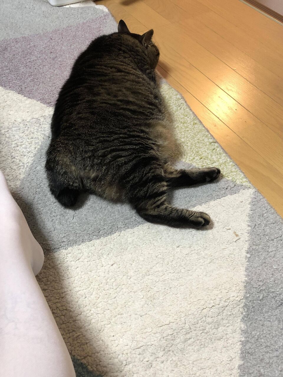 画像 うちのネッコ 丸すぎる そんな君も可愛いンゴねぇw もっふるちゃんねる 画像 うちのネッコ 丸すぎる そんな君も可愛いンゴねぇw もっふるちゃんねる