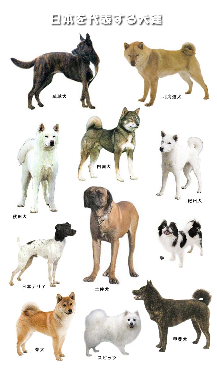 画像 日本犬一覧がこちら 意外と犬大国じゃんｗ もっふるちゃんねる