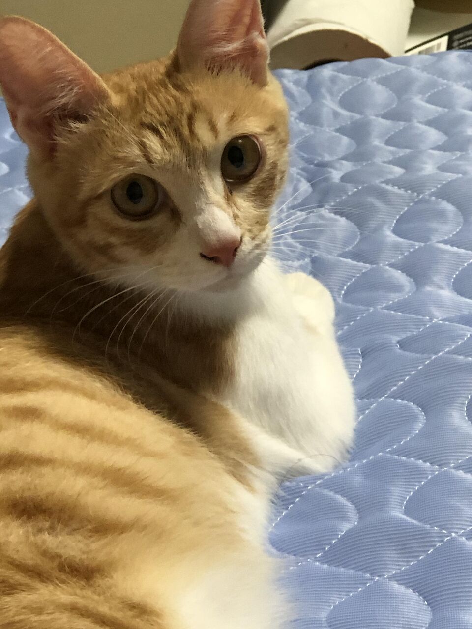 画像 ワイの家のネコが茶トラ猫のメスなんやが もっふるちゃんねる