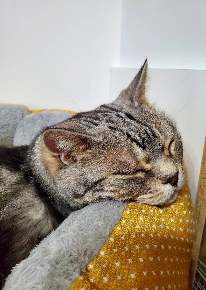 ほのぼの 猫の寝顔ってなんでこんなに可愛いんだろう 寝てるだけで癒される もっふるちゃんねる ほのぼの 猫の寝顔ってなんでこんなに可愛いんだろう 寝てるだけで癒される もっふるちゃんねる