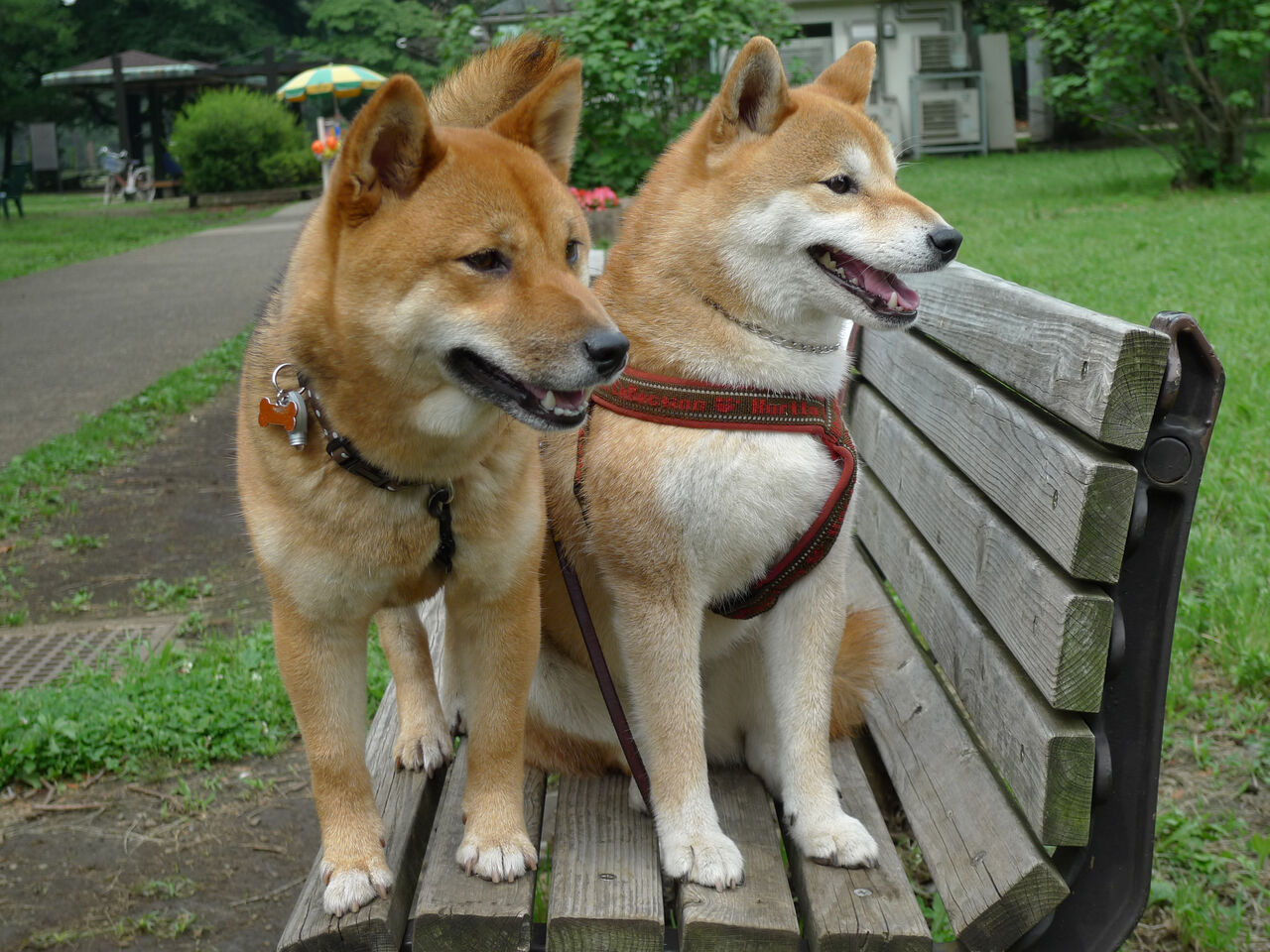画像 うちの柴犬のおもしろ顔wwww もっふるちゃんねる 画像 うちの柴犬のおもしろ顔wwww もっふるちゃんねる