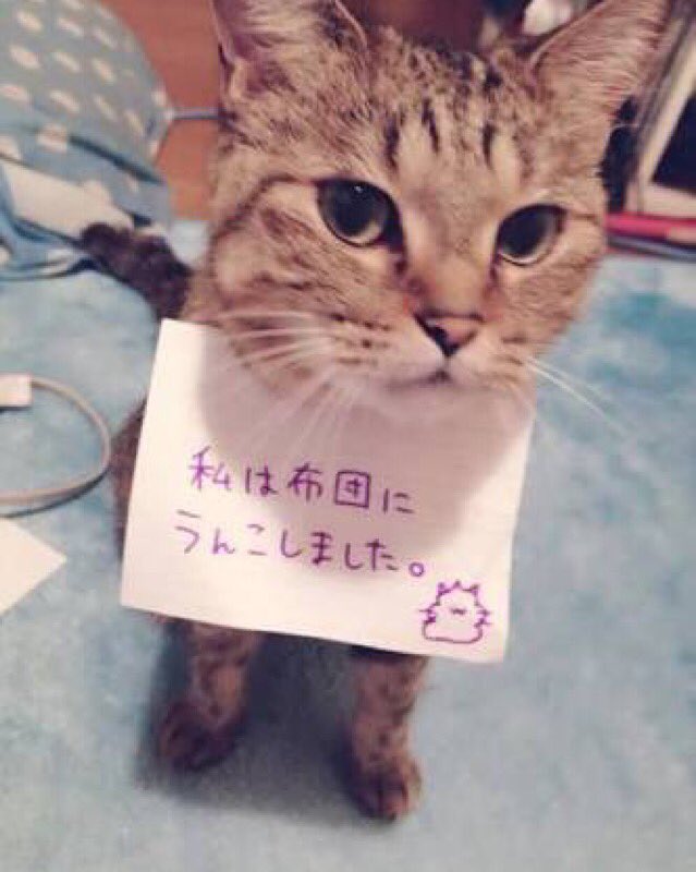 ねこ画像 イタズラをバラされてしまった猫さん達 おいたはほどほどにしてくださいねwww もっふるちゃんねる