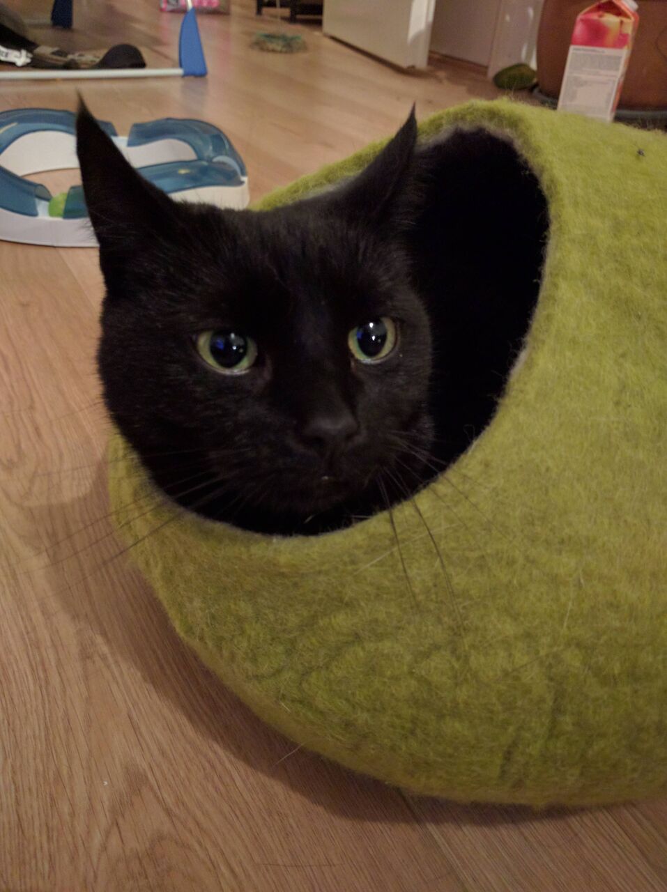 ねこ画像】しっぽの先が少しだけ焦げてしまった猫さんu2026ストーブは