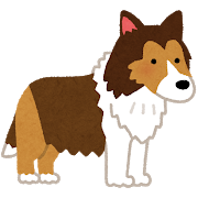 dog_shetland_sheepdog