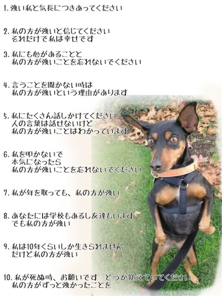 画像 イッヌさん 引っ越します ほな またね 優しい世界 もっふるちゃんねる 画像 イッヌさん 引っ越します ほな またね 優しい世界 もっふるちゃんねる