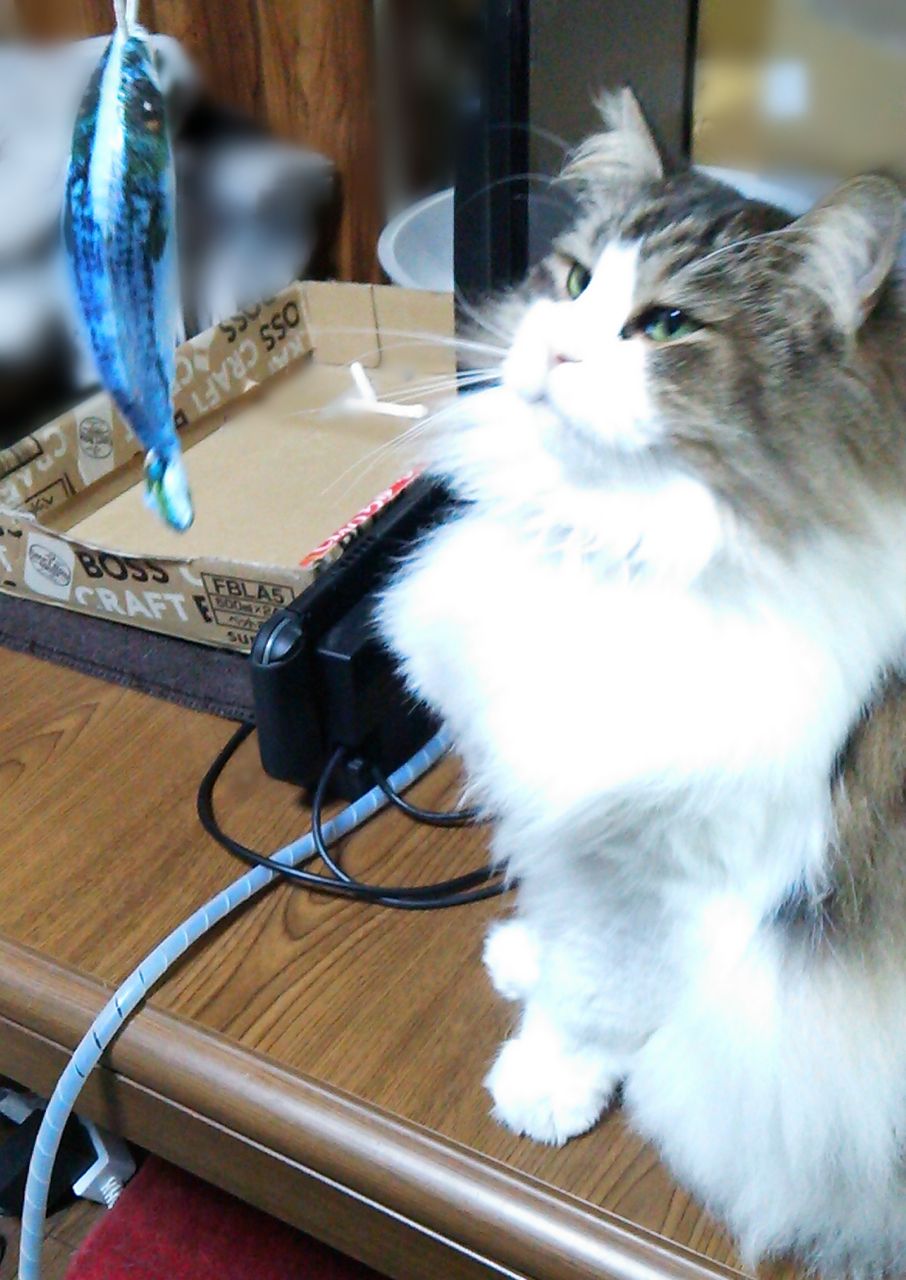 Fish 猫釣れちゃった カインズで買ったお魚型猫じゃらし交換用topに興味津々 Mencosquedamono妄想商品開発室 Fish 猫釣れちゃった カインズで買ったお魚型猫じゃらし交換用topに興味津々 Mencosquedamono妄想商品開発室