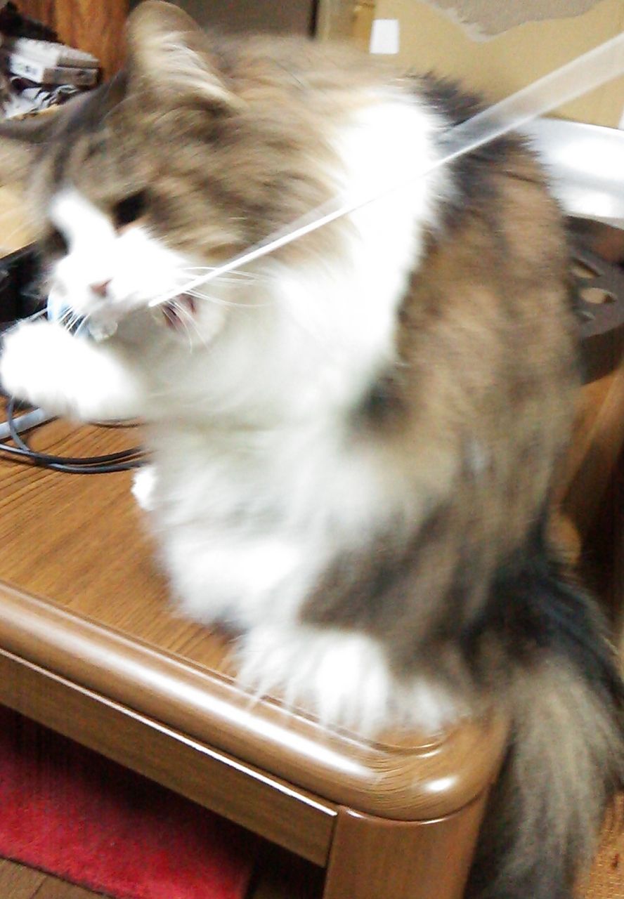 Fish 猫釣れちゃった カインズで買ったお魚型猫じゃらし交換用topに興味津々 Mencosquedamono妄想商品開発室 Fish 猫釣れちゃった カインズで買ったお魚型猫じゃらし交換用topに興味津々 Mencosquedamono妄想商品開発室