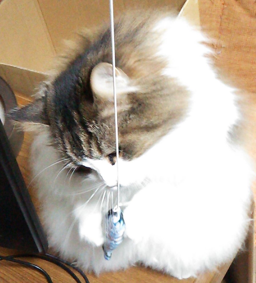 Fish 猫釣れちゃった カインズで買ったお魚型猫じゃらし交換用topに興味津々 Mencosquedamono妄想商品開発室 Fish 猫釣れちゃった カインズで買ったお魚型猫じゃらし交換用topに興味津々 Mencosquedamono妄想商品開発室