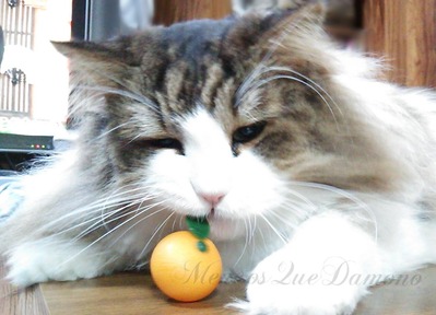 2020鏡餅ねこ (4)
