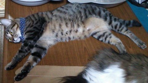 えっボクの肉球と同じなの (1)