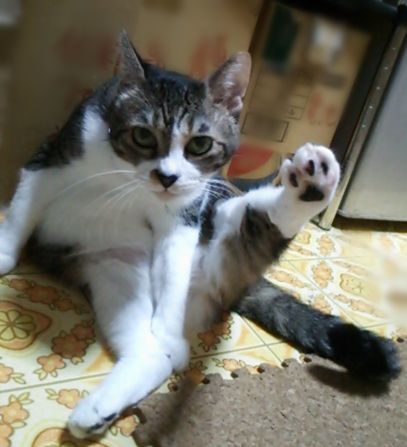 百均 飼い主 とげとげバリアー 猫 効かぬわ 猫よけ メンコスケダモノ 猫3匹とゲーマーのもふもふ生活漫画絵日記 Powered By ライブドアブログ