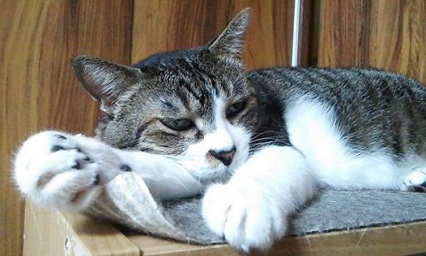 それは人間用よ