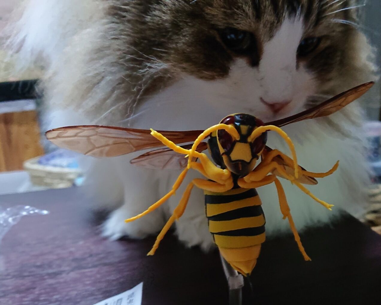 猫vsスズメバチ バンダイ発 リアルすぎるガチャガチャのスズメバチフィギアに興味津々な我が家のノルウェージャンフォレストキャット メンコスケダモノ 猫3匹とゲーマーのもふもふ生活漫画絵日記 Powered By ライブドアブログ 猫vsスズメバチ バンダイ発 リアルすぎるガチャガチャのスズメバチフィギアに興味津々な我が家のノルウェージャンフォレストキャット メンコスケダモノ 猫3匹とゲーマーのもふもふ生活漫画絵日記 Powered By ライブドアブログ