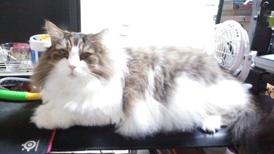 液タブは使わせないぜ～ (1)