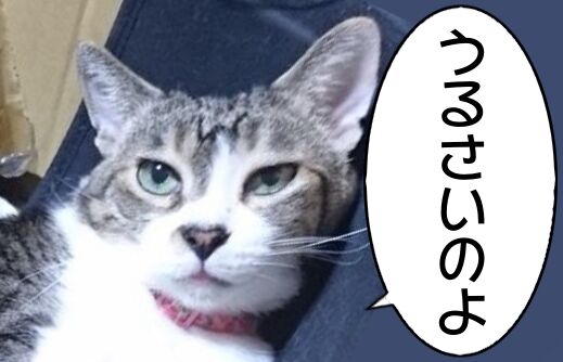 化け猫予備軍
