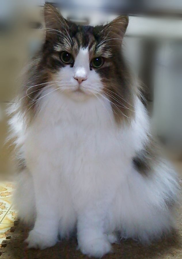 うちのノルウェーニャンの胸毛 フリル が時々ザンバラにカットされてるワケ ノルウェージャンフォレストキャット 長毛種 猫 メンコスケダモノ 猫3匹とゲーマーのもふもふ生活漫画絵日記 Powered By ライブドアブログ