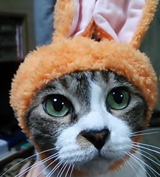 かわいいかわいい ねこうさぎちゃん メンコスケダモノ 猫3匹とゲーマーのもふもふ生活漫画絵日記 Powered By ライブドアブログ