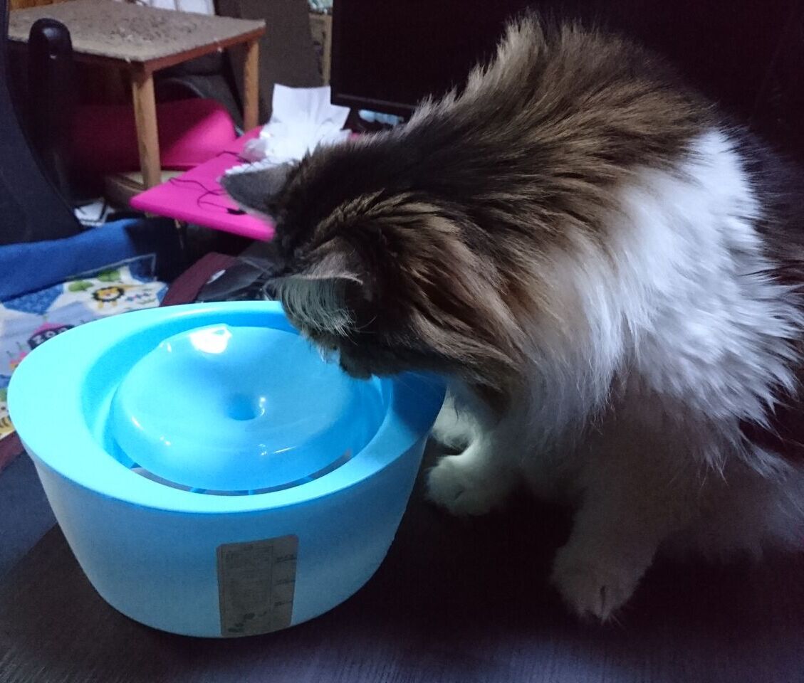 長年愛用して来た旧型のピュアクリスタル ペット用フィルター式給水器 を新型に買い換えた結果 メンコスケダモノ 猫3匹とゲーマーのもふもふ生活漫画絵日記 Powered By ライブドアブログ 長年愛用して来た旧型のピュアクリスタル ペット用フィルター式給水器 を新型に買い換えた結果 メンコスケダモノ 猫3匹とゲーマーのもふもふ生活漫画絵日記 Powered By ライブドアブログ