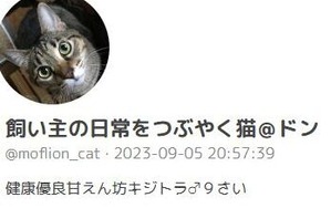 飼い主の日常をつぶやく猫ドン　タイツ