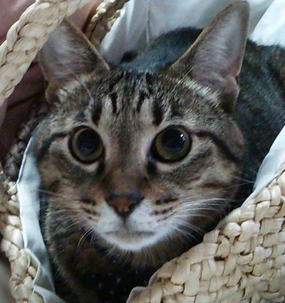 はやくちょーだい