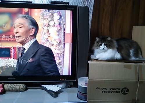 マーと比べても大きい