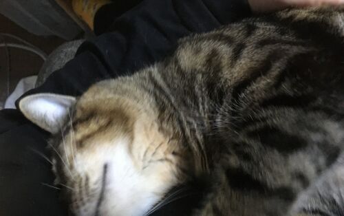 うんつけねこです
