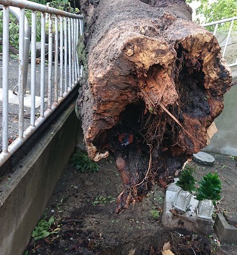 大阪府下各地の台風被害 (1)