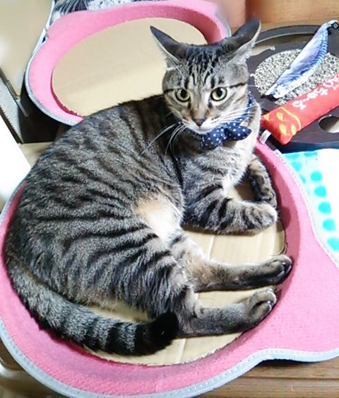 せっかく買った冬用の猫鍋に入ってくれないので工夫してみた : メン