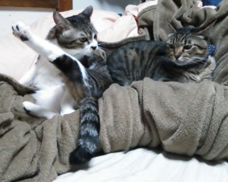 私達のは じゃれてるだけよね
