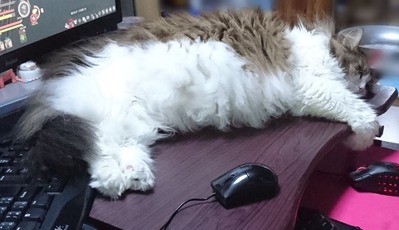 うちの猫の学習能力が空気を読む事に関して特化し過ぎてる件 メンコスケダモノ 猫3匹とゲーマーのもふもふ生活漫画絵日記 Powered By ライブドアブログ