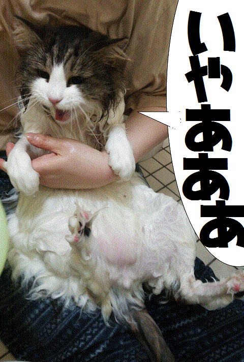 ふろ7