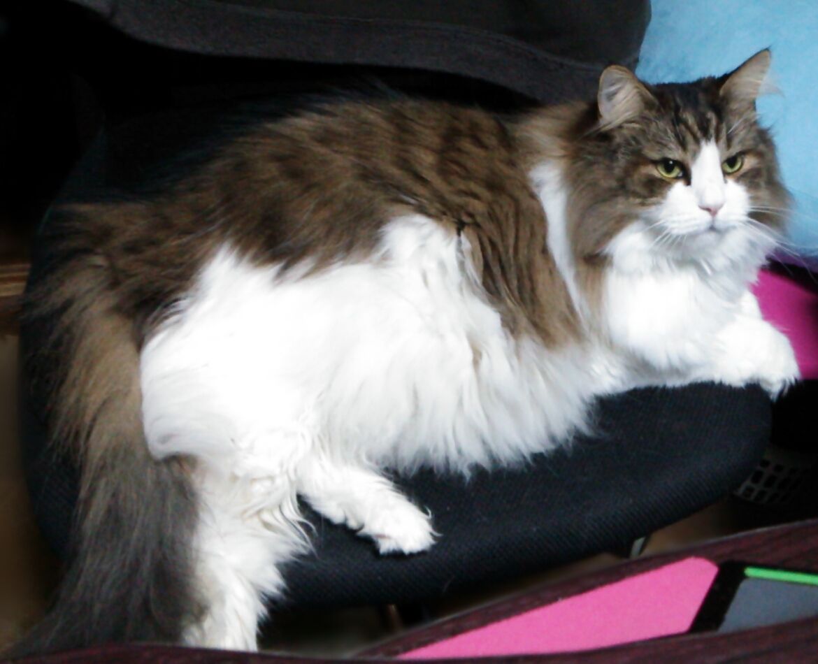 うちの猫の学習能力が空気を読む事に関して特化し過ぎてる件 メンコスケダモノ 猫3匹とゲーマーのもふもふ生活漫画絵日記 Powered By ライブドアブログ