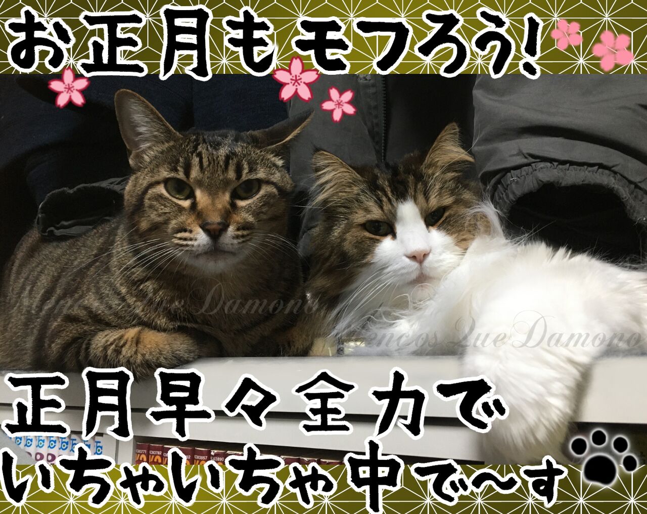 お正月も モフろう 猫団子を見た飼い主がやりがちな事 メンコスケダモノ 猫3匹とゲーマーのもふもふ生活漫画絵日記 Powered By ライブドアブログ お正月も モフろう 猫団子を見た飼い主がやりがちな事 メンコスケダモノ 猫3匹とゲーマーのもふもふ生活漫画絵日記 Powered By ライブドアブログ