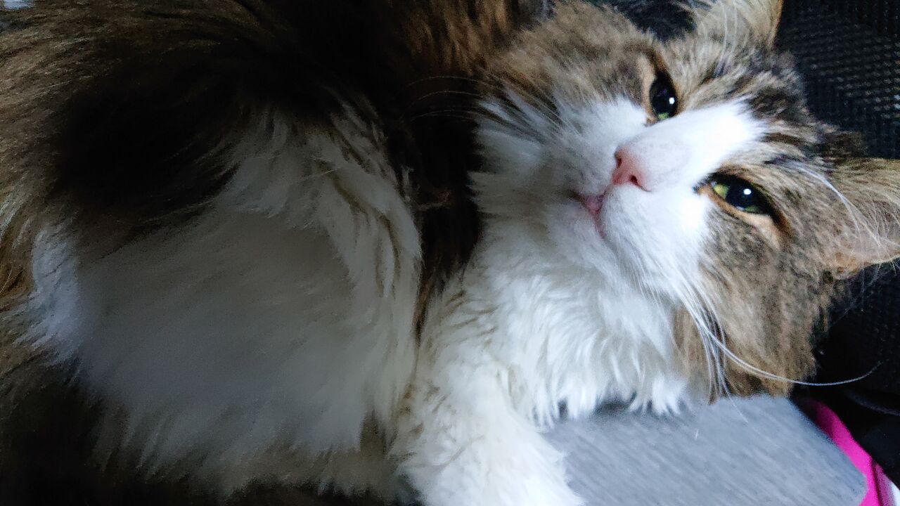 闘病生活で ちょいワルキャット化 した うちの猫 メンコスケダモノ 猫3匹とゲーマーのもふもふ生活漫画絵日記 Powered By ライブドアブログ