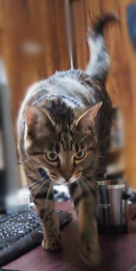 テンションアゲアゲで飼い主を踏み台にして三角飛びする猫 メンコスケダモノ 猫3匹とゲーマーのもふもふ生活漫画絵日記 Powered By ライブドアブログ テンションアゲアゲで飼い主を踏み台にして三角飛びする猫 メンコスケダモノ 猫3匹とゲーマーのもふもふ生活漫画絵日記 Powered By ライブドアブログ