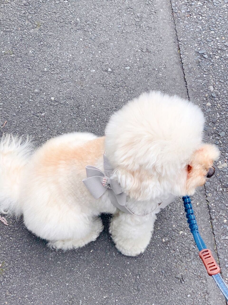 ボサボサもさもさわんこがトリミング行ってきました もふもふの綿飴といぷー もふもふおの日常