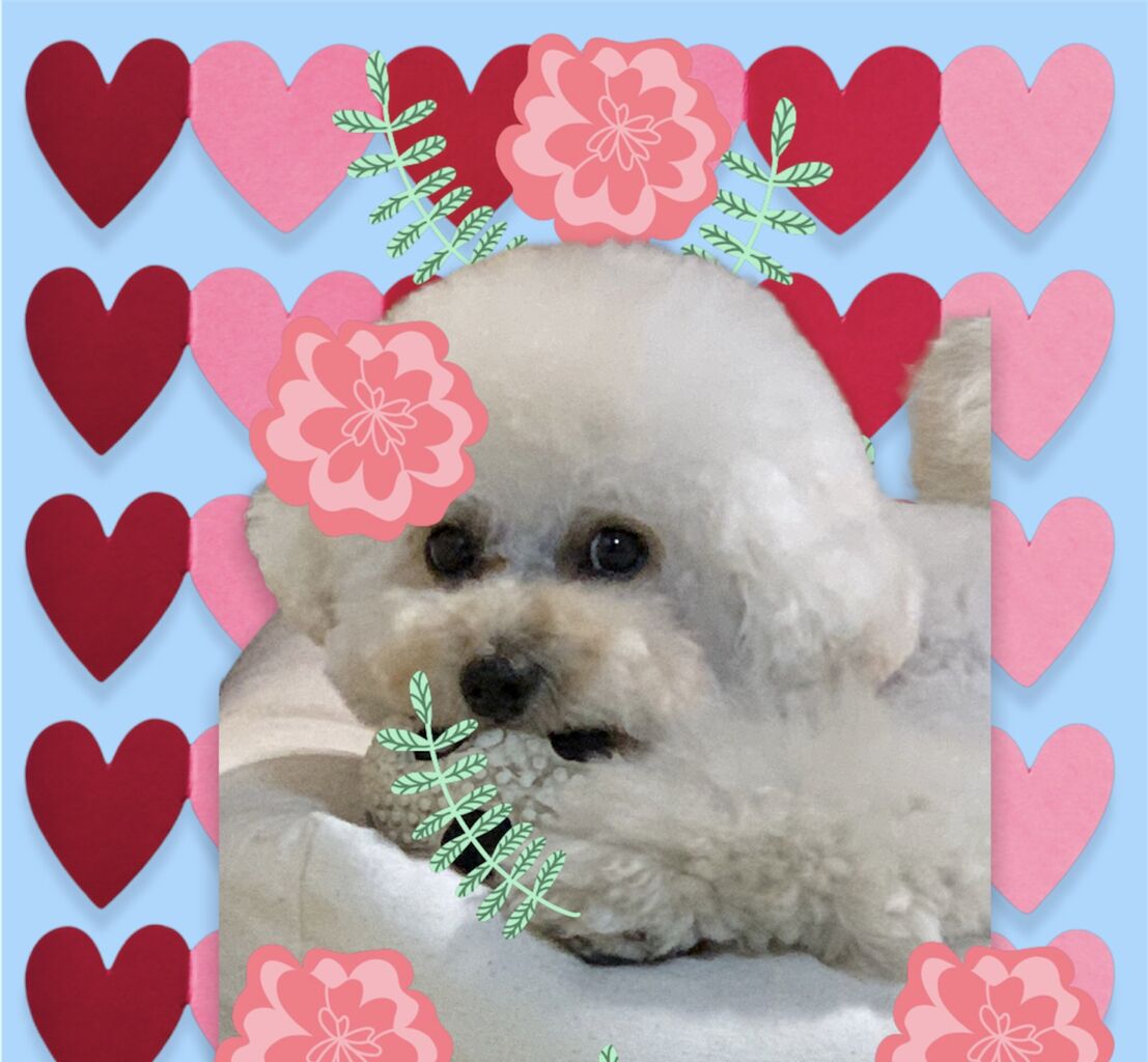 やったあ 犬おみくじで 犬大吉出ましたよ もふもふの綿飴といぷー もふもふおの日常