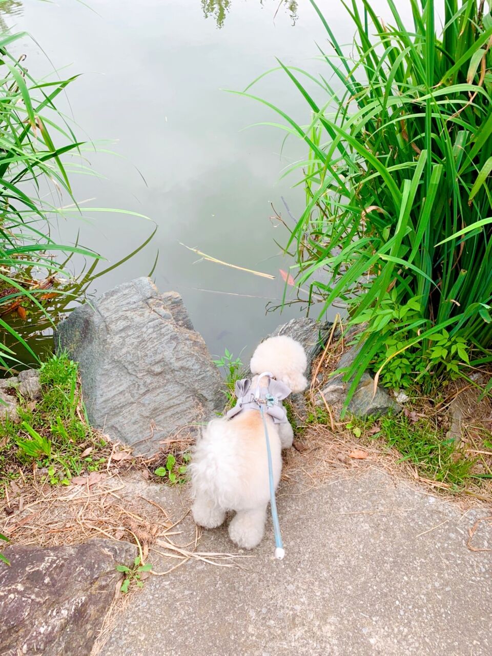 巳の日に白蛇様にお参りしたら 翌日おっきな蛇に遭遇 もふもふの綿飴といぷー もふもふおの日常