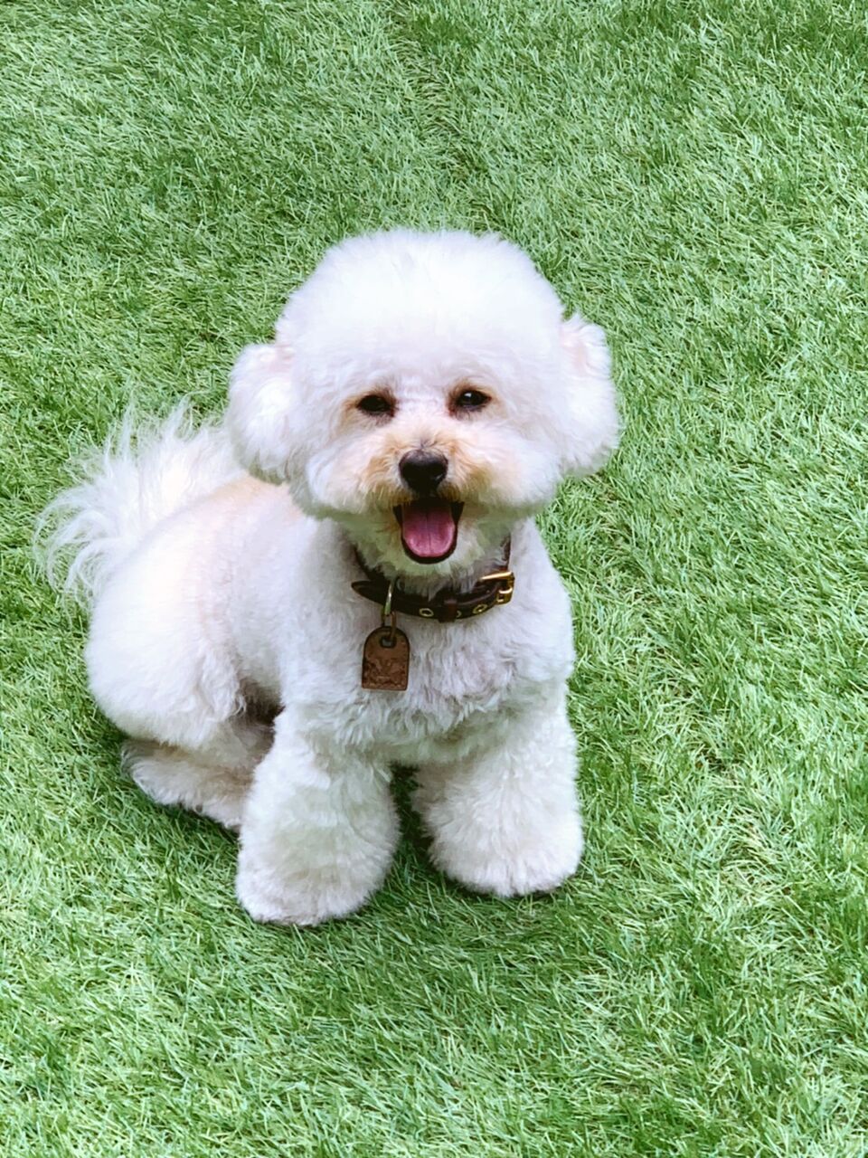 トイプードルのトリミング 指名で残念を回避 もふもふの綿飴といぷー もふもふおの日常 トイプードルのトリミング 指名で残念を回避 もふもふの綿飴といぷー もふもふおの日常