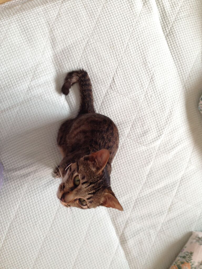 不名誉なあだ名を付けられる猫 きもちわるいはなしz 不名誉なあだ名を付けられる猫 きもちわるいはなしz