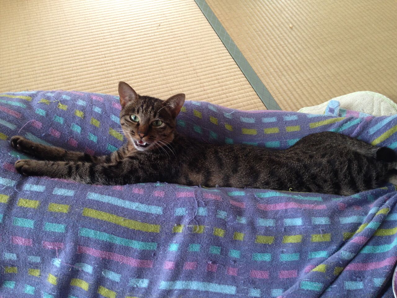 猫vsガムテープ作戦 きもちわるいはなしz 猫vsガムテープ作戦 きもちわるいはなしz