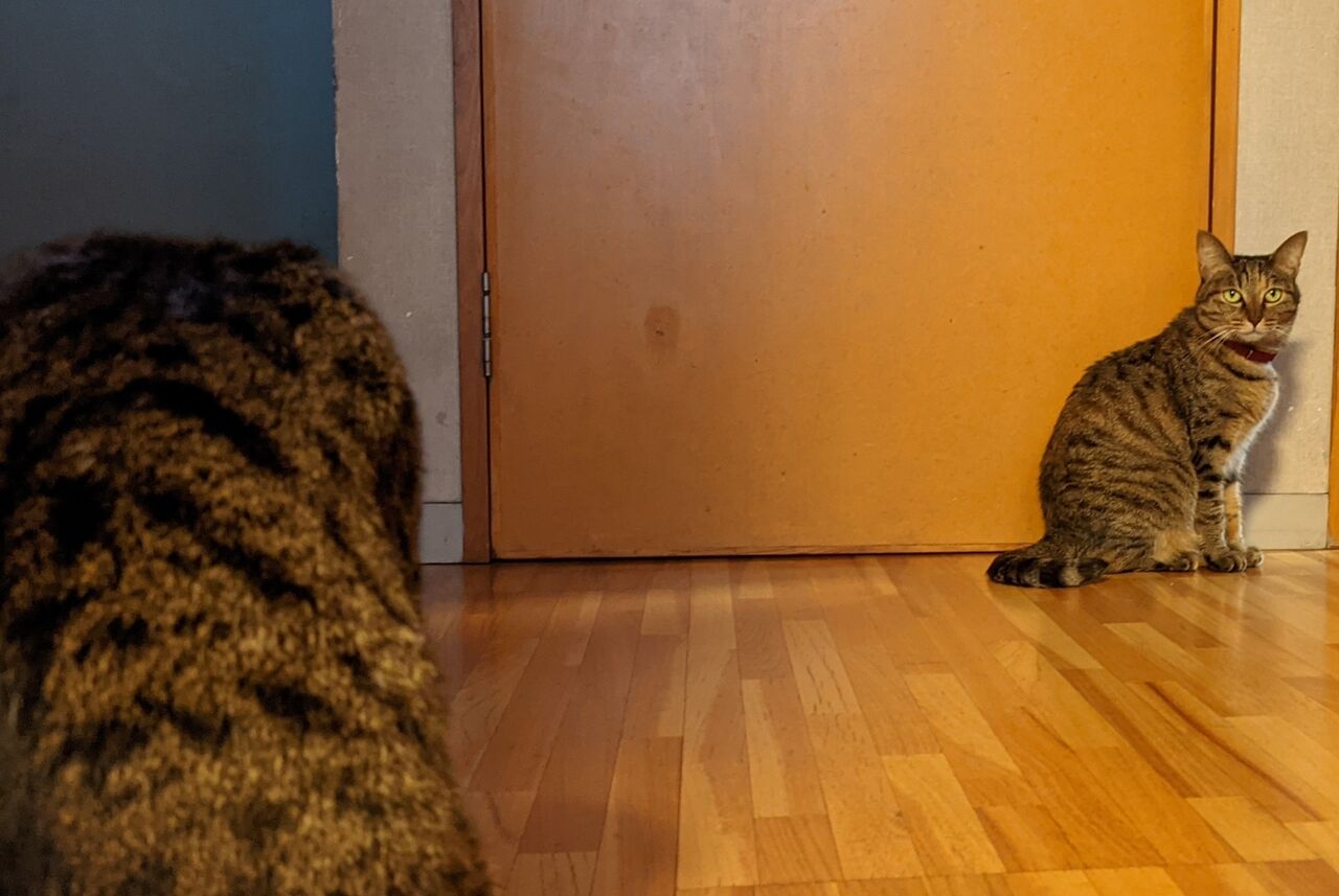 話題の猫語翻訳アプリを猫達に使ってみたら きもちわるいはなしz